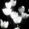 Profile image of 신비