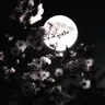 Profile image of 금비