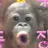 여우