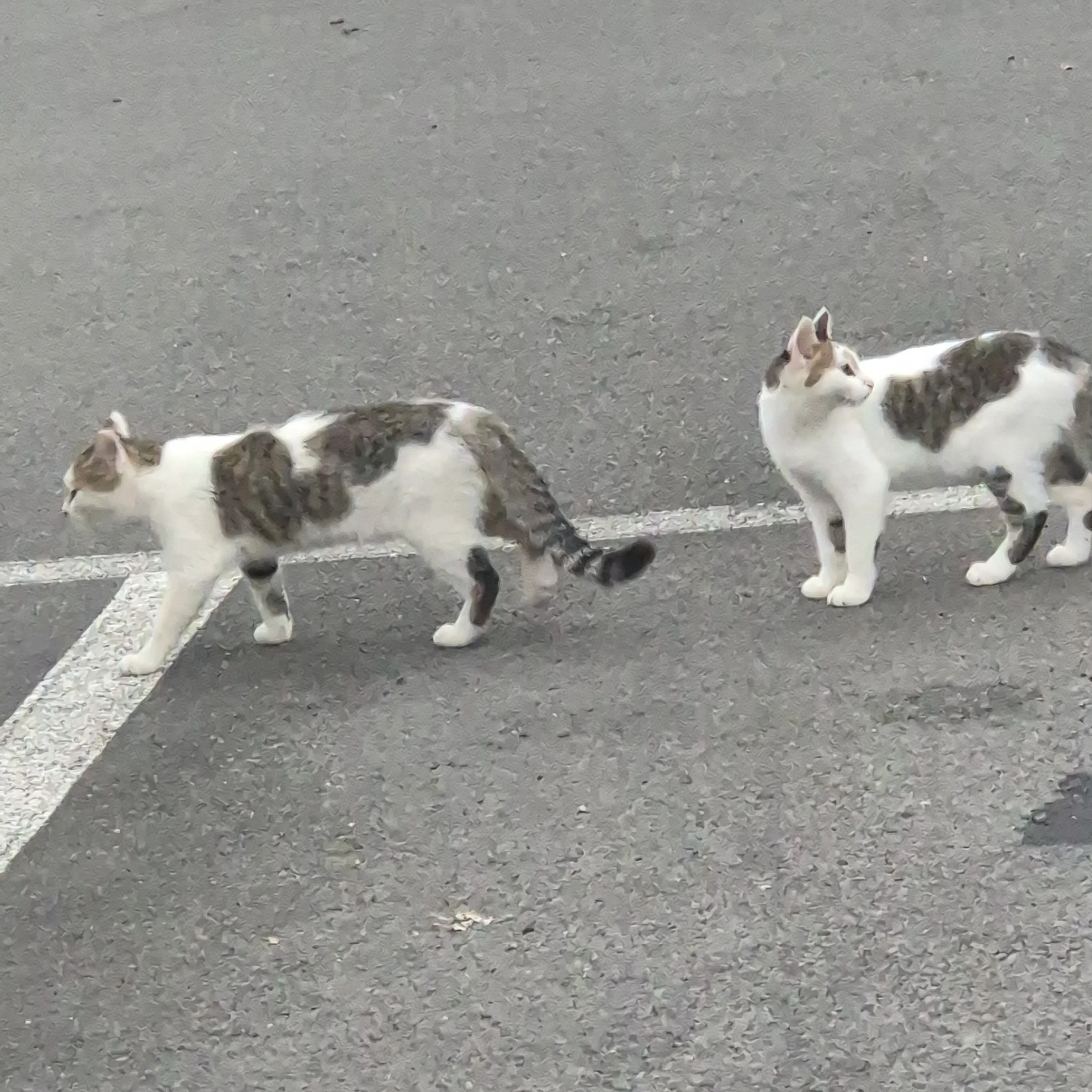 HuskyShop6305의 박성진