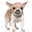 해피
