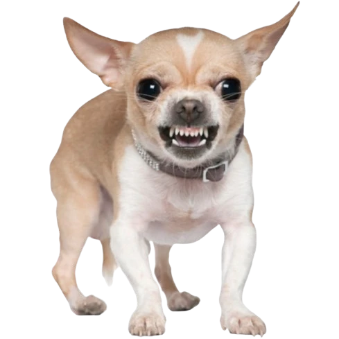 해피