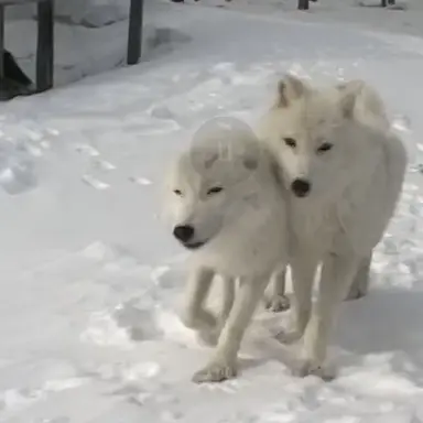 Profile image of 늑대