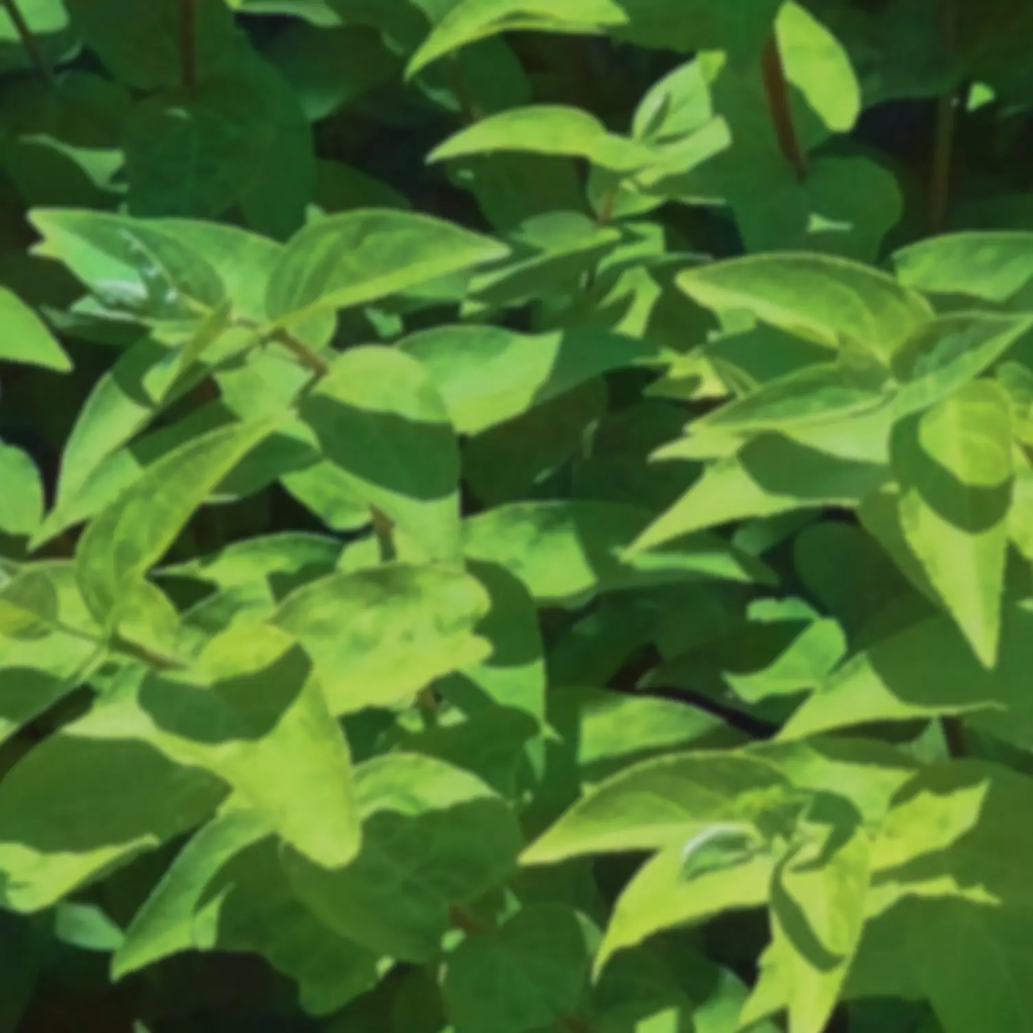 kim_me_0110_01의 펹 준수 3