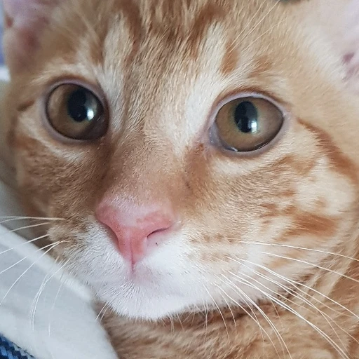 금동이