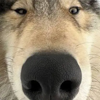 Profile image of 늑대