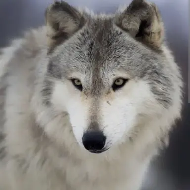 Profile image of 늑꿀벌