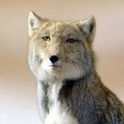 Profile image of 미스 여우