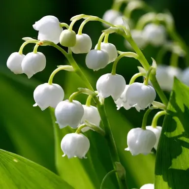 Profile image of 라더