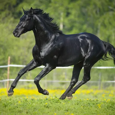 Profile image of ヴァンドールブリヤン