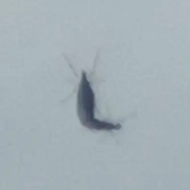 Profile image of 늑대