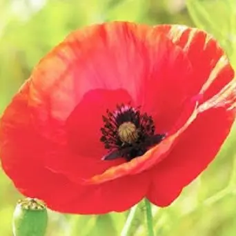 Profile image of ステラ