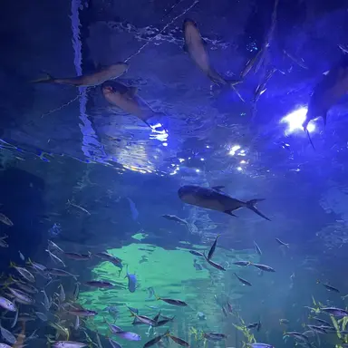 Profile image of 모양몬