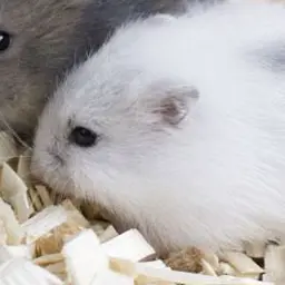 HAMSTER_8의 햄스터 학교