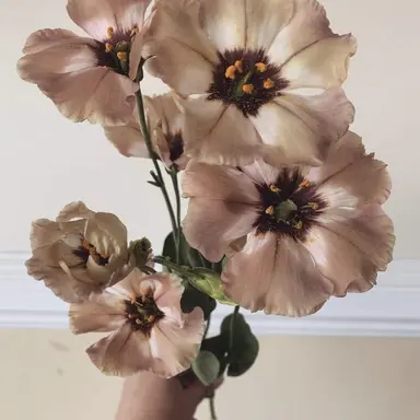 Profile image of 터너