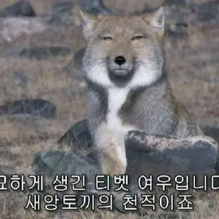 Profile image of 여우