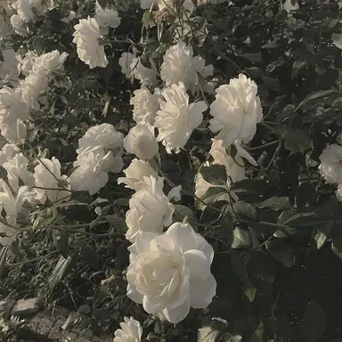Profile image of 에델리안