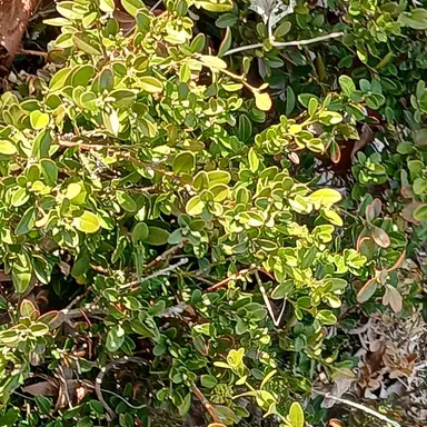 Profile image of 공룡