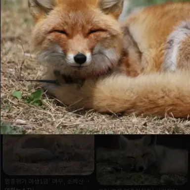 Profile image of 여우