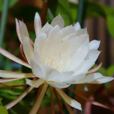 Profile image of 小野寺太志