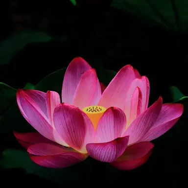 Profile image of 西田有志