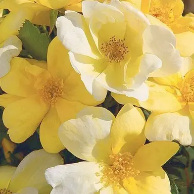 Profile image of 쪼만