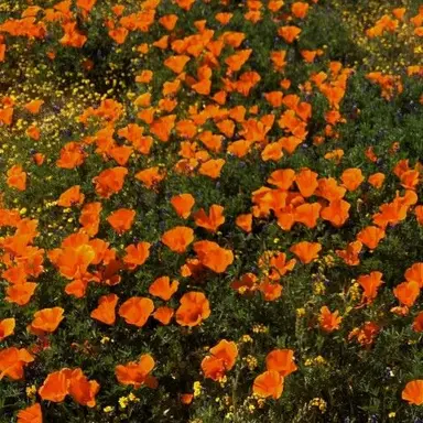 Profile image of 코마