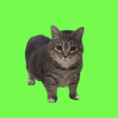 Profile image of OEEIE 고양이