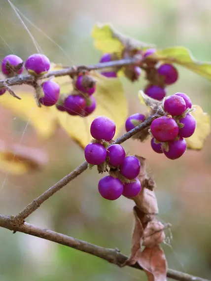 Kemuri_777_의 俺はお前のじゃない！！！