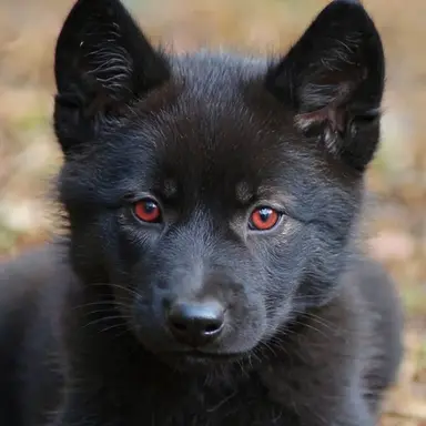 Profile image of Fenris