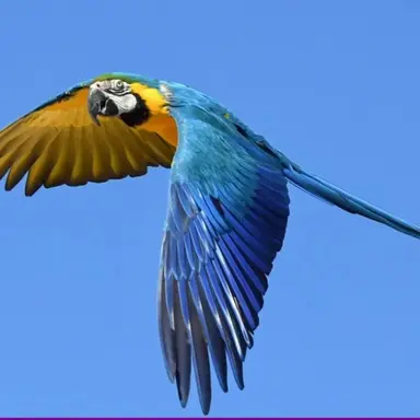 Profile image of 앵무새