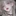 신민지