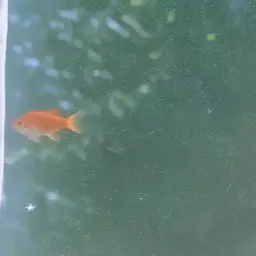 Profile image of 당소소