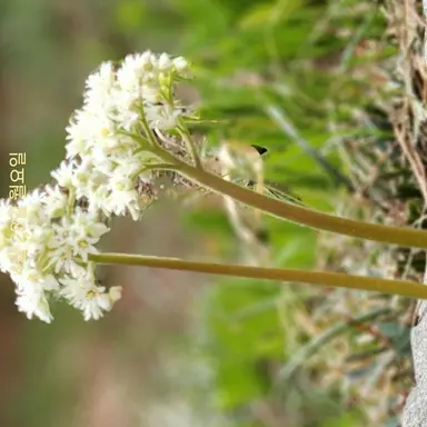 Profile image of 키츠네