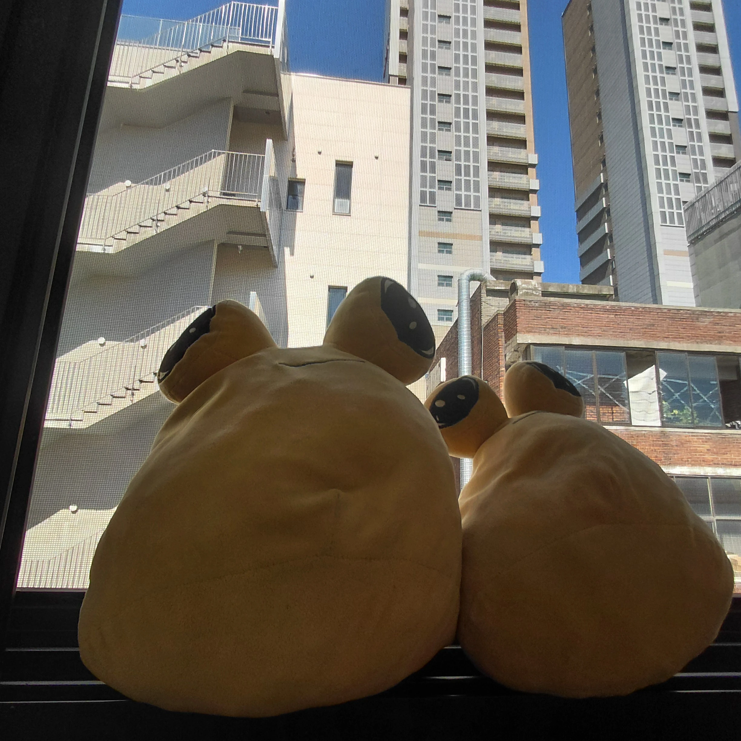 석이솔