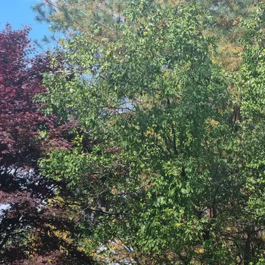 Profile image of 아이브가다니는 여고