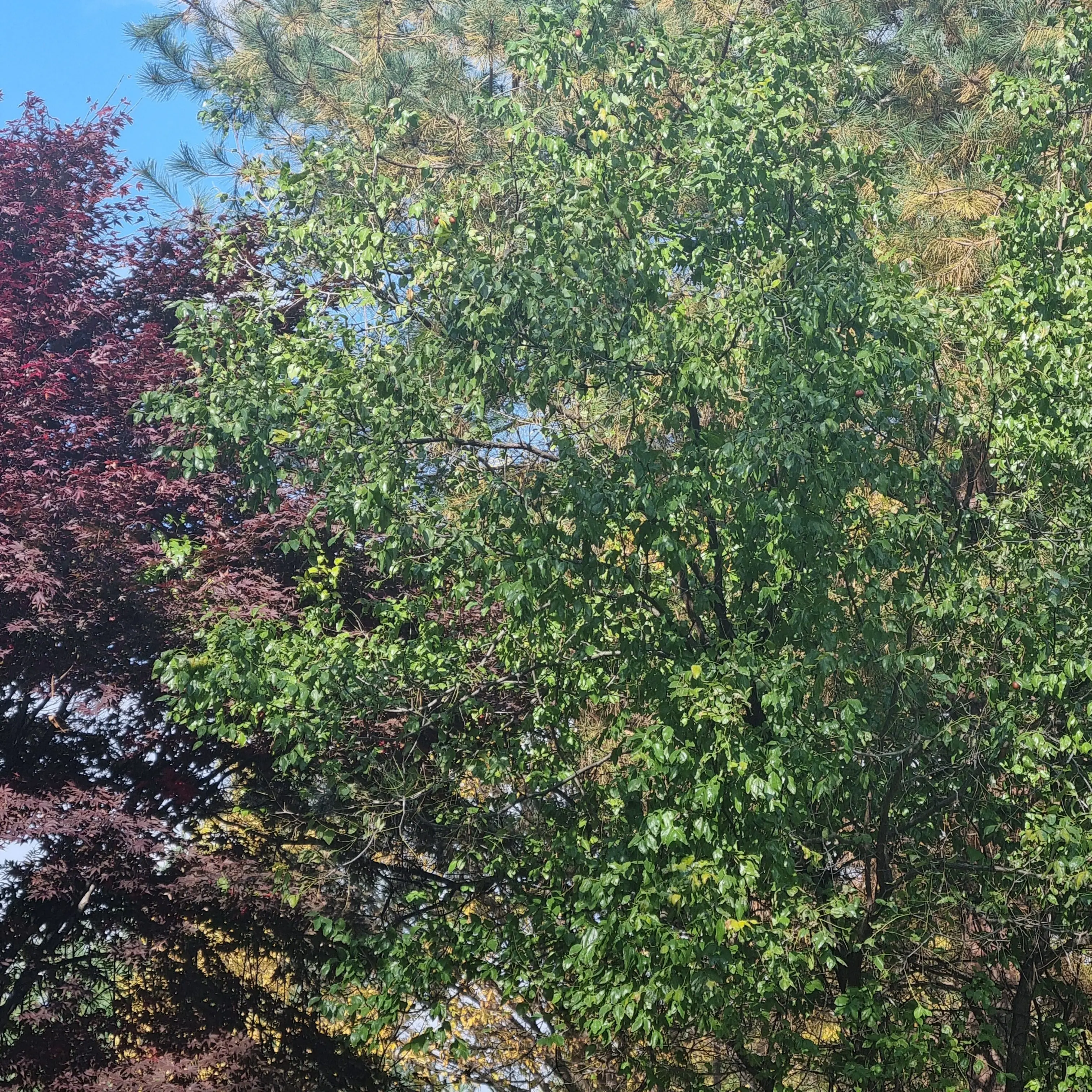 PrettyLove2746의 123아이브 6젠지 여고