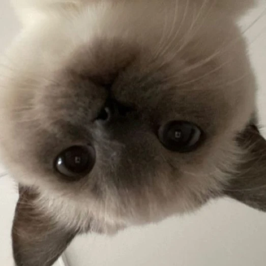 오뉴