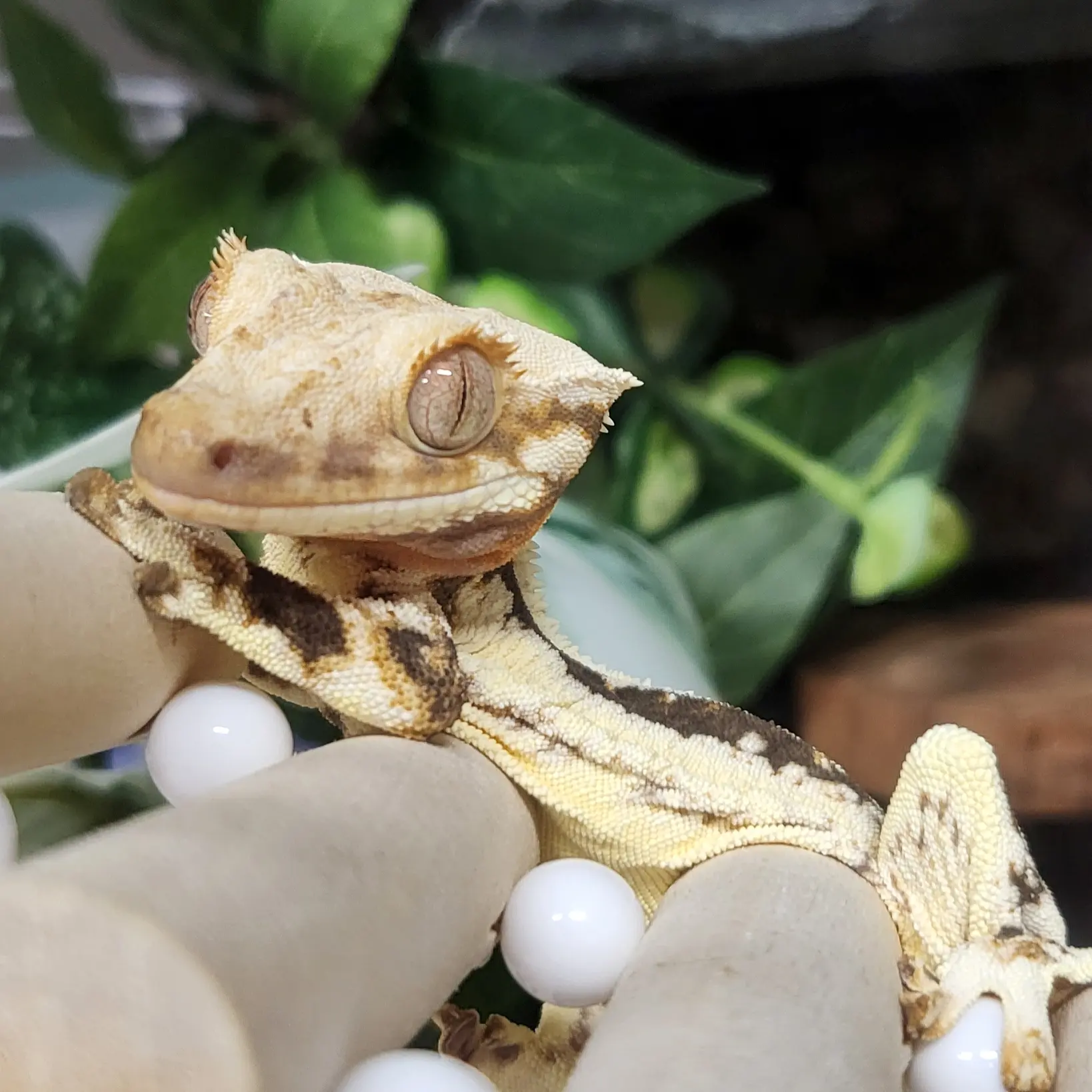 lizard_love의 설탕이를 어느날 집에 처음 데리고왔다