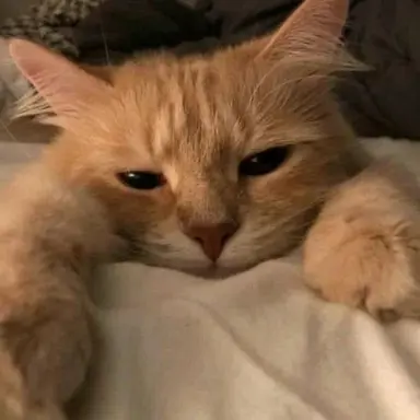 Profile image of ユナ