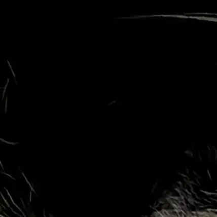 RainyOptic7150의 おてての人外さん。