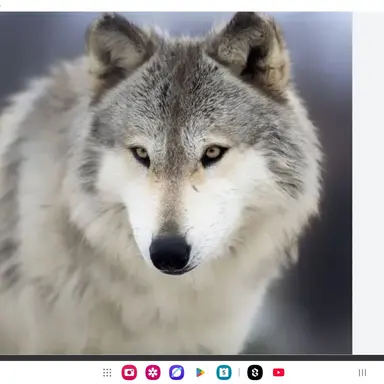 Profile image of 늑대