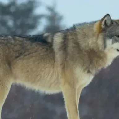 Profile image of 늑대