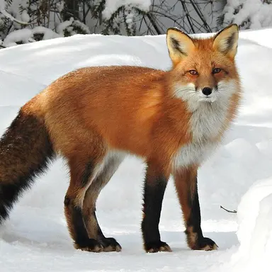 Profile image of ヨウ
