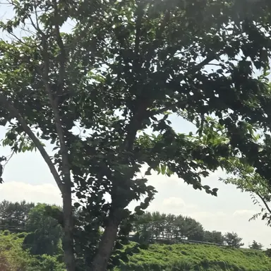 Profile image of 로희