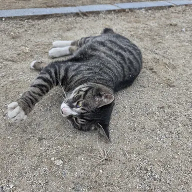 Profile image of 늑대