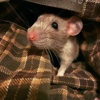 Profile image of Ron Weasley