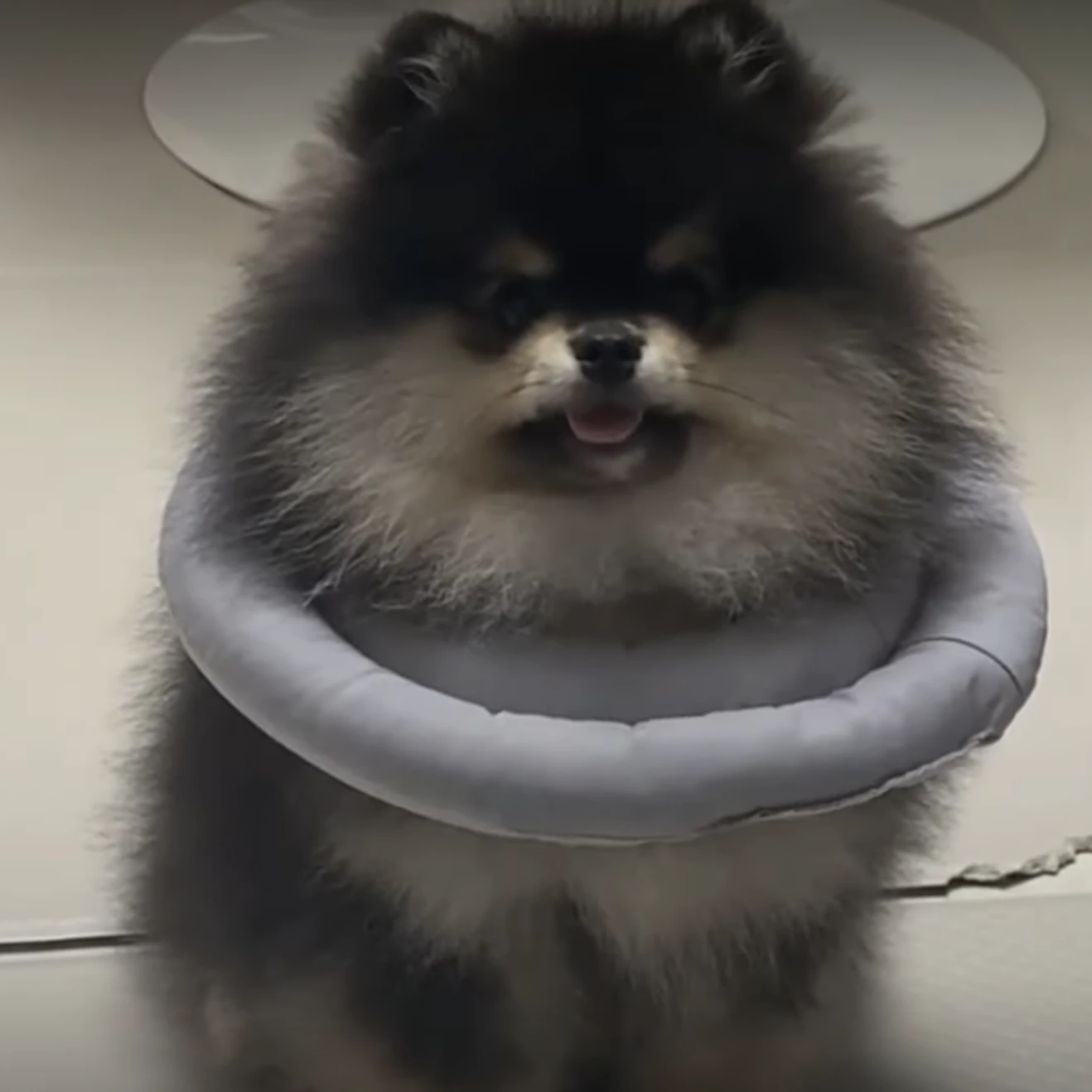 몰리로 살아남기