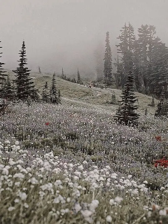 Not_my_fault의 들판에 핀 세실리아