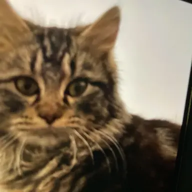 Profile image of Warrior cats